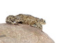 toad