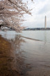 Cherry Blossom
