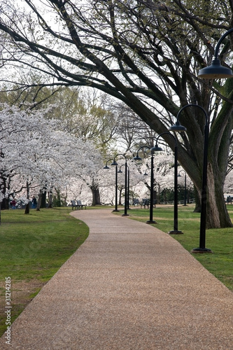 Photo: Cherry Blossom Cherry Blossom