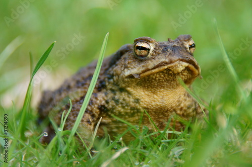 Foto: Kröte Kröte