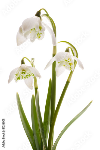 Photo: Snowdrop- spring white flower (Galanthus nivalis) Snowdrop- spring white flower (Galanthus nivalis)