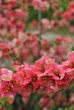 Cognassier en fleurs, printemps 2011