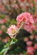 Cognassier en fleurs, printemps 2011