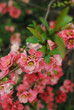 Cognassier en fleurs, printemps 2011