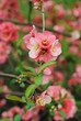 Cognassier en fleurs, printemps 2011