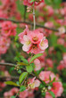 Cognassier en fleurs, printemps 2011