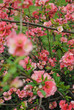 Cognassier en fleurs, printemps 2011