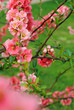 Cognassier en fleurs, printemps 2011