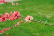 Cognassier en fleurs, printemps 2011