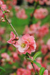 Cognassier en fleurs, printemps 2011