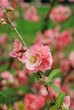 Cognassier en fleurs, printemps 2011