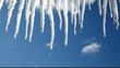 Icicles are melting on a blue background Icicles are melting on a blue background