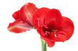 Amaryllis