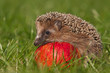 Igel