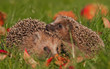 Igel