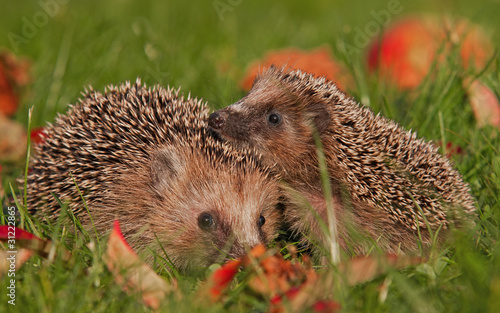 Photo: Igel Igel