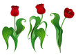 three red tulips