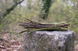 Asparagi selvatici