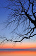 Foto: Baumsilhouetten während sonnenuntergang Baumsilhouetten während sonnenuntergang