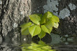 feuilles de tilleul