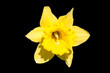Bright yellow daffodil trumpet isolated on black