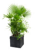 palmier chamaerops