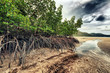 Mangroves