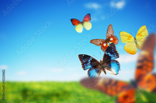 Photo: Colorful butterflies in the spirng summer grass land Colorful butterflies in the spirng summer grass land
