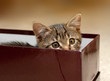 Kitten in Box