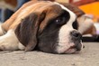 Saint Bernard