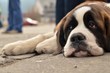 Saint Bernard