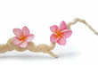 Foto: Frangipanis con Madera Frangipanis con Madera