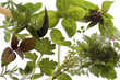 Erbe aromatiche