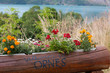 Flowers by lake