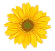 sunflowers on a white background