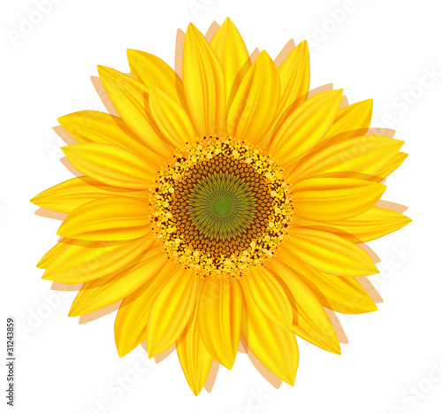 Illustration: sunflowers on a white background sunflowers on a white background