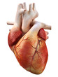 heart
