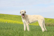 beautiful irish wolfhound on profile