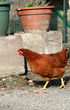 Foto: Poule en promenade Poule en promenade