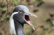 Demoiselle Crane,Anthropoides virgo Demoiselle Crane,Anthropoides virgo