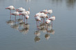 Flamant rose