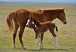 Horse with foal