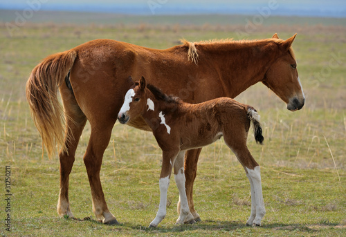 Photo: Horse with foal Horse with foal