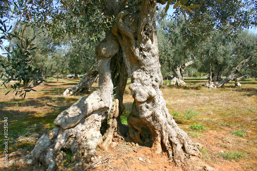 Photo: Tronco ulivo Tronco ulivo