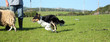 Border Collie Sheep Dog
