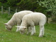 deichschaf