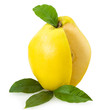 quince
