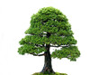 Isolated Tree