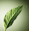 Foto: Blatt Blatt