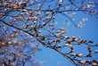 Horse chestnut tree